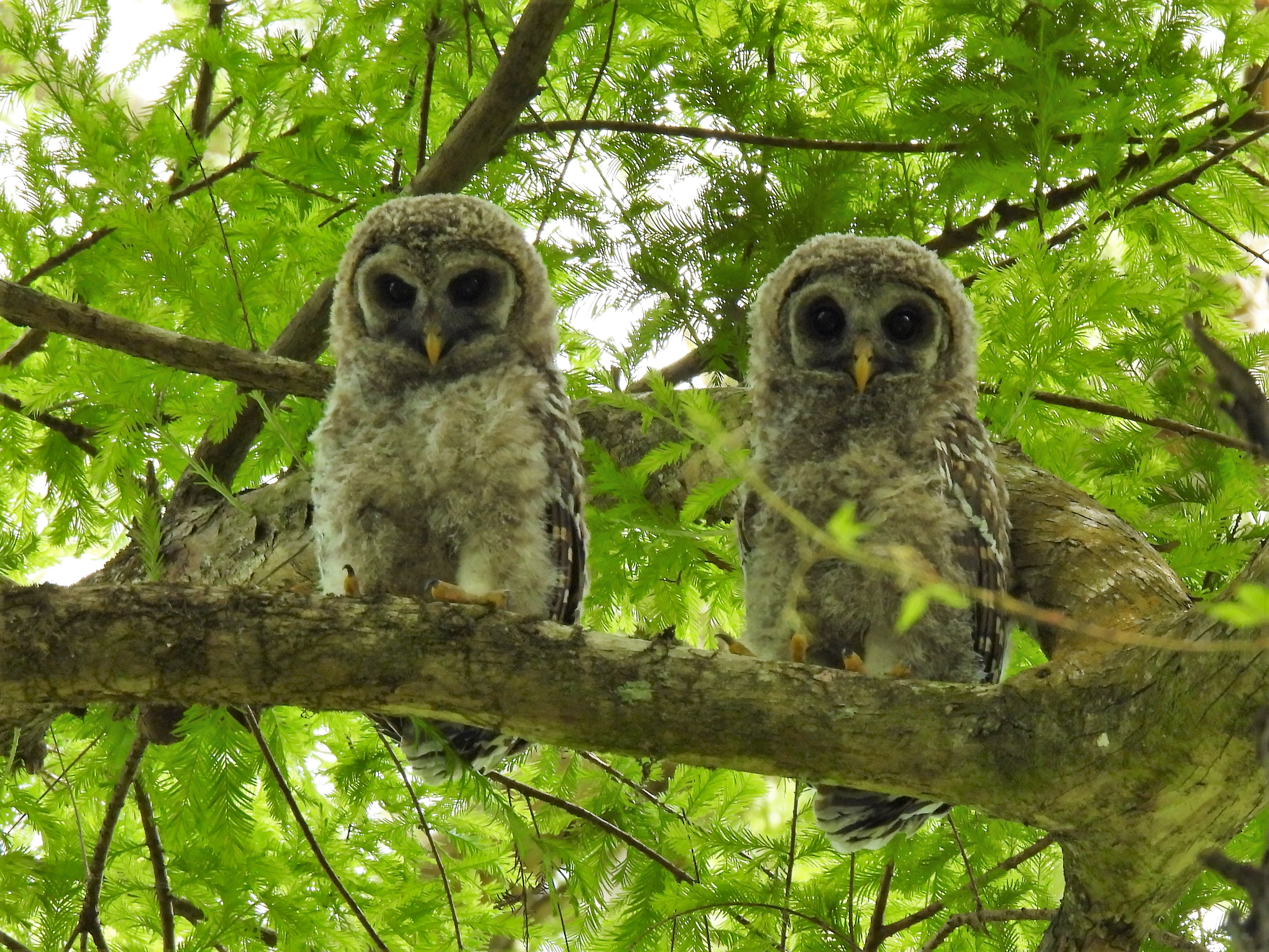 Two owlets in a treetop