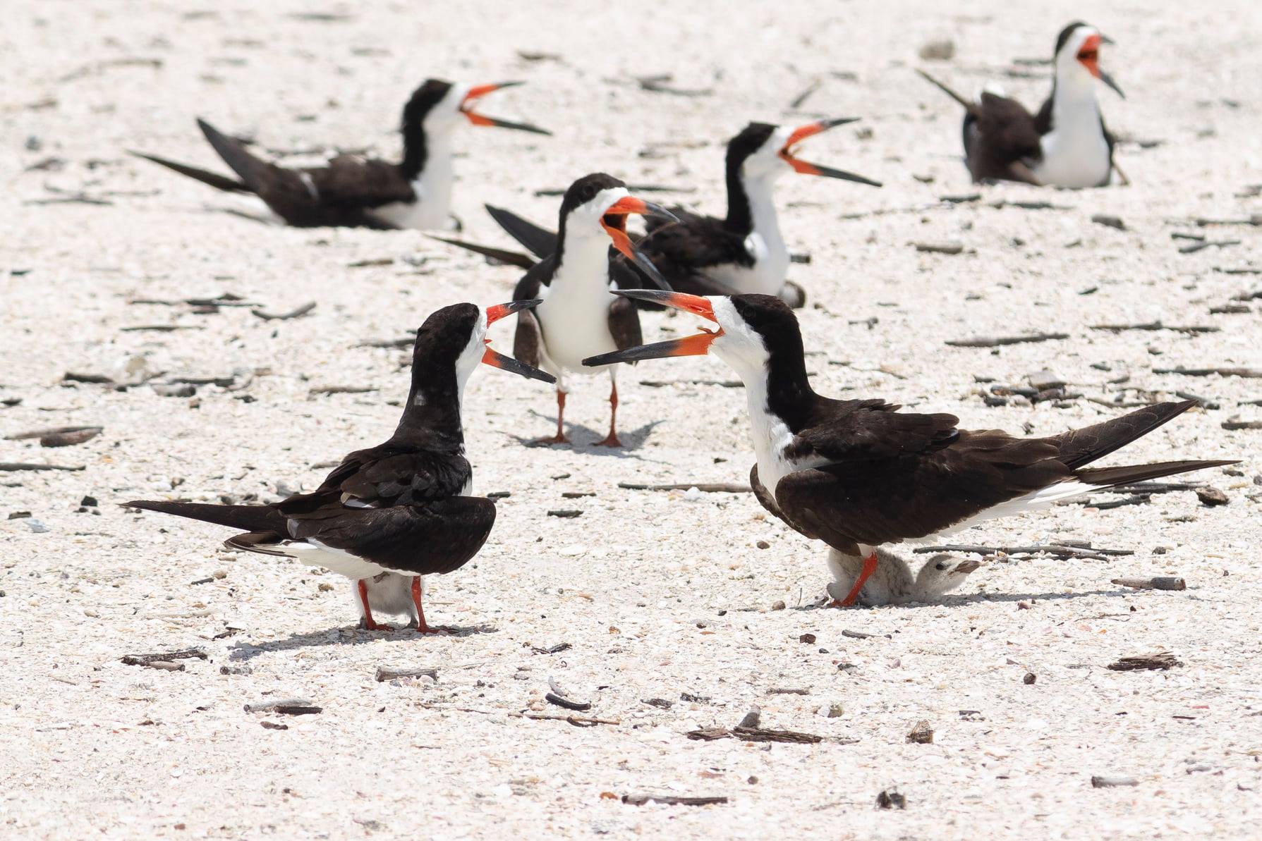 Black skimmer birds on the beach