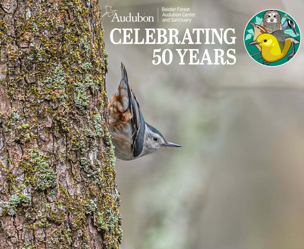 A White-breasted Nuthatch is climbing down the trunk of a tree. 