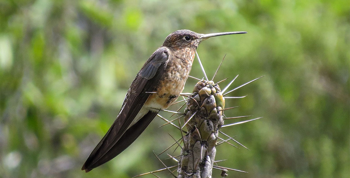 Northern Giant Hummingbird.