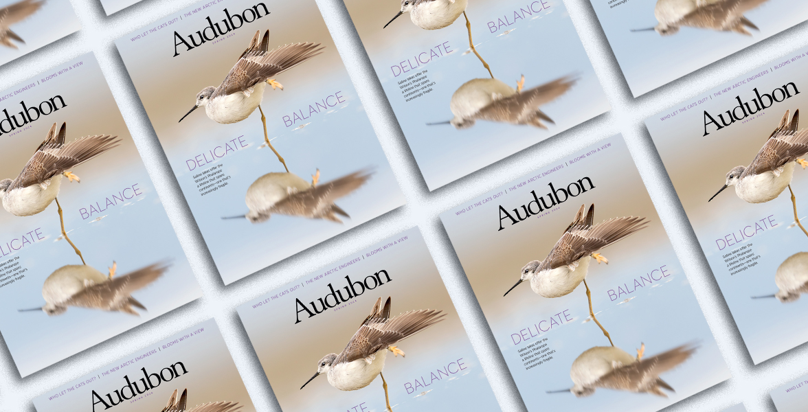 Wilson's Phalarope, Spring 2024 <i>Audubon</i> magazine.