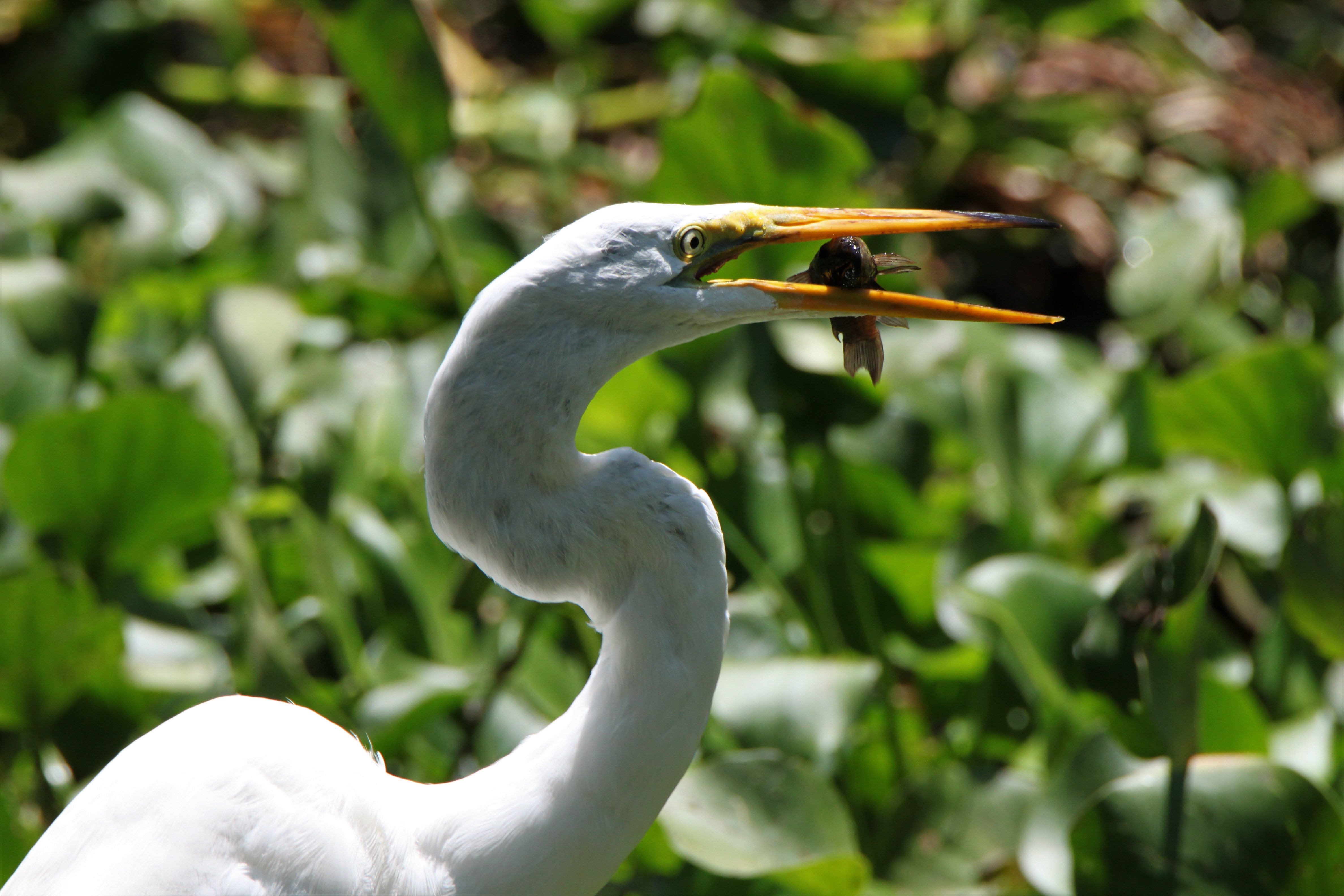 A white bird eating a fish.
