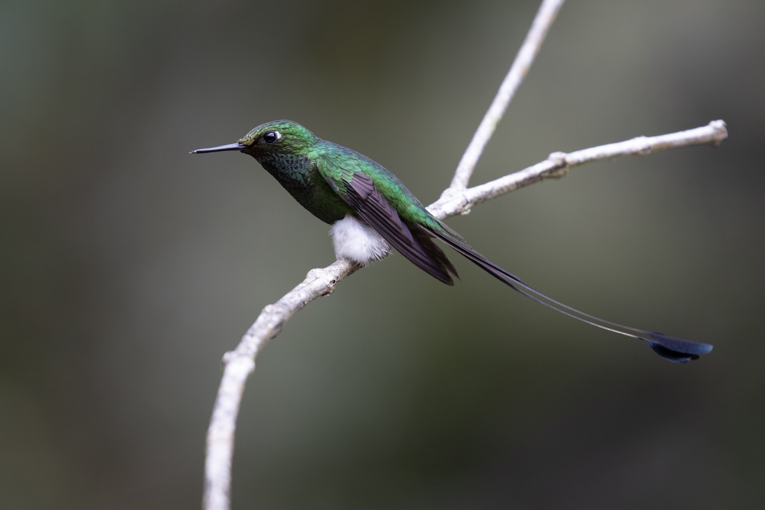 A vibrant White-booted Racket-tail perches on a branch in Colombia.