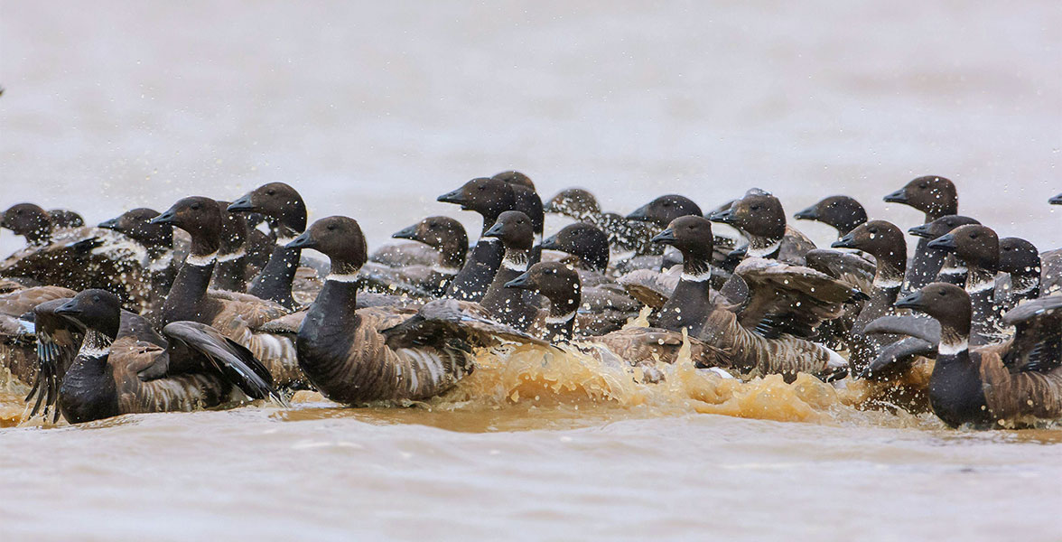 Brant in the Teshekpuk Lake Special Area.