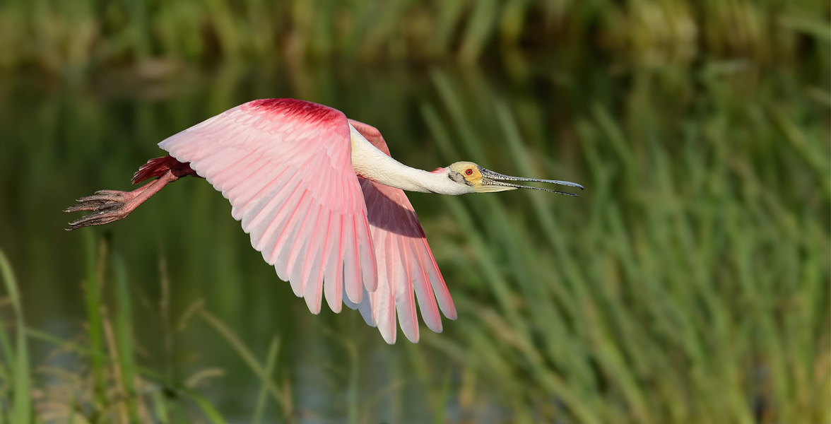 A photo of a Roseate Spoonbill in flight. Credit: Bill Dix/Audubon Photography Awards