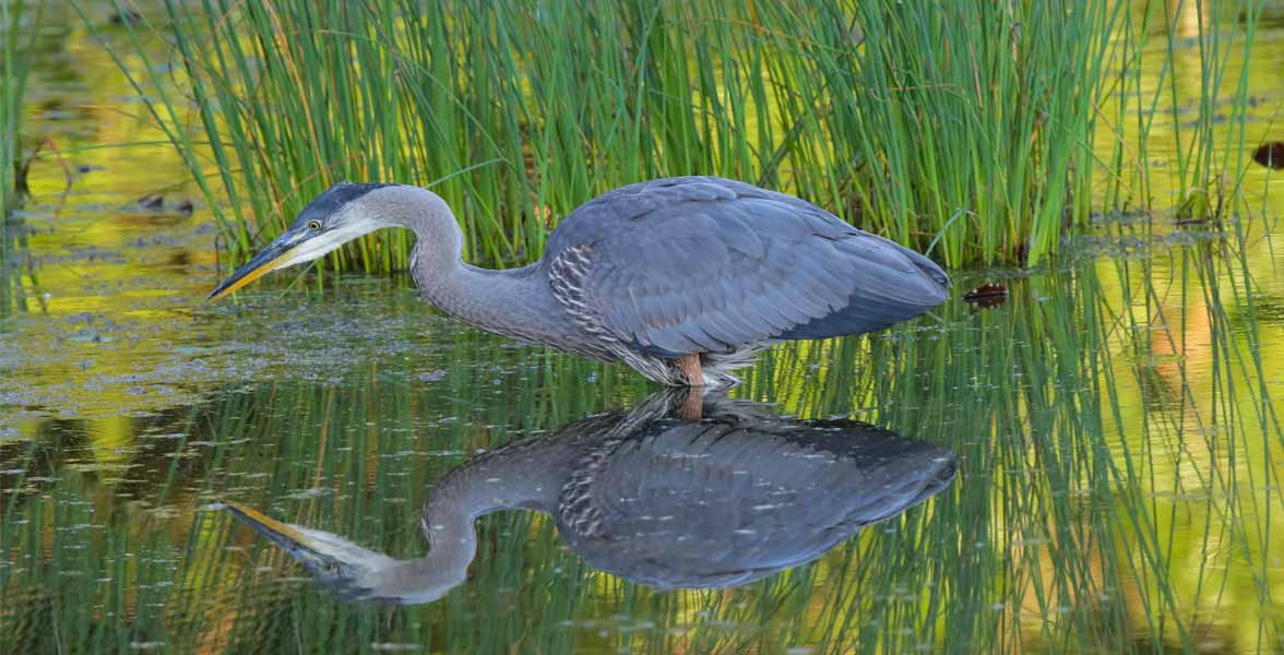 Great Blue Heron. Photo: Madeline Poster/Audubon Photography Awards