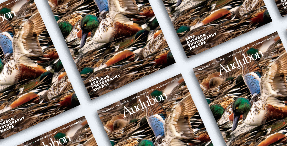 Northern Shovelers, Summer 2022 Audubon Magazine.