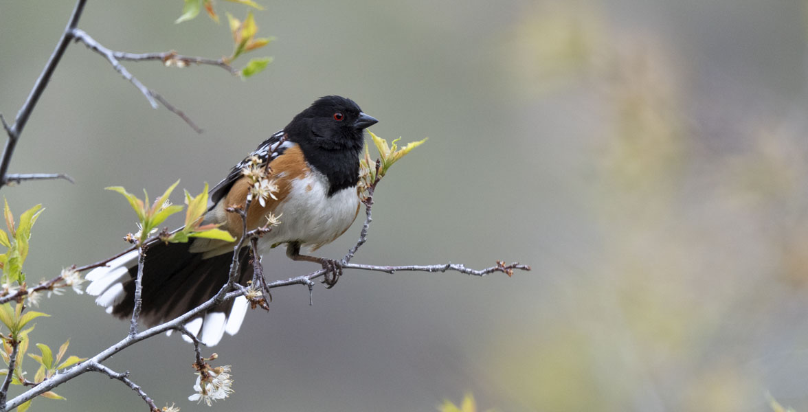 A Spotted Towhee perched in a bush.