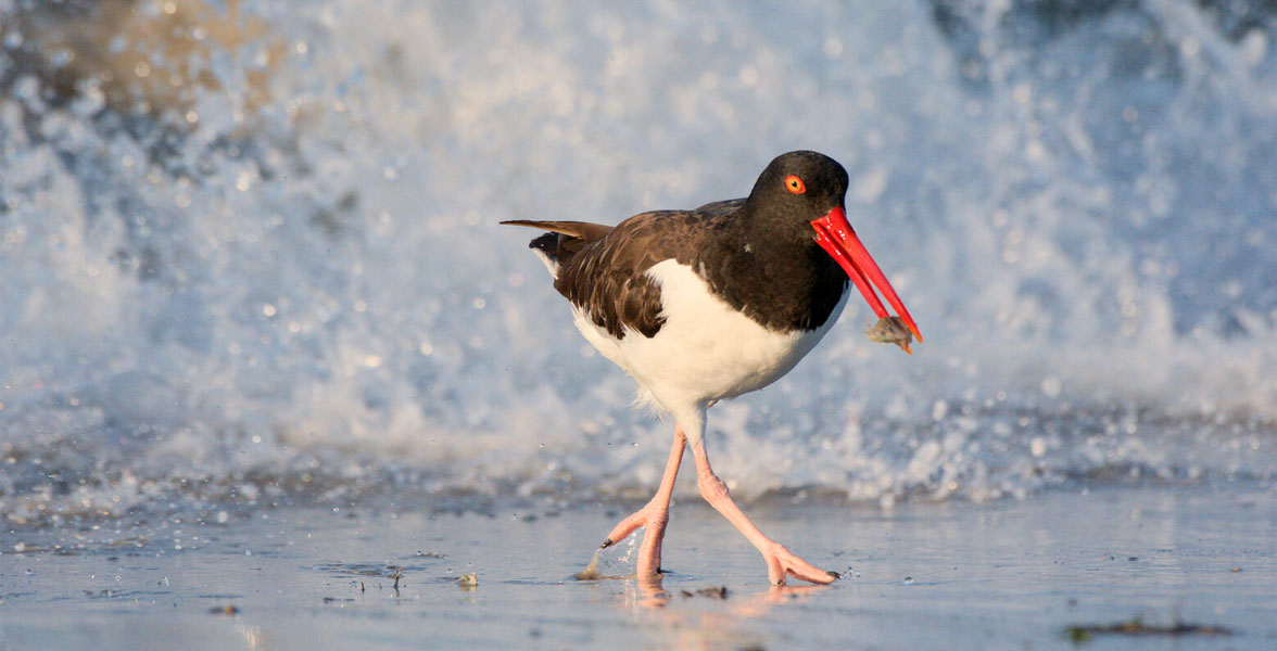 American Oystercatcher walking away from crashing waves on shoreline.