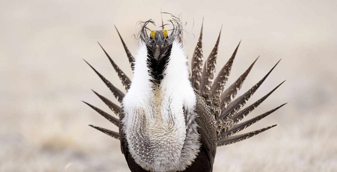 A Greater-Sage Grouse looks into the camera while fanning his tail.