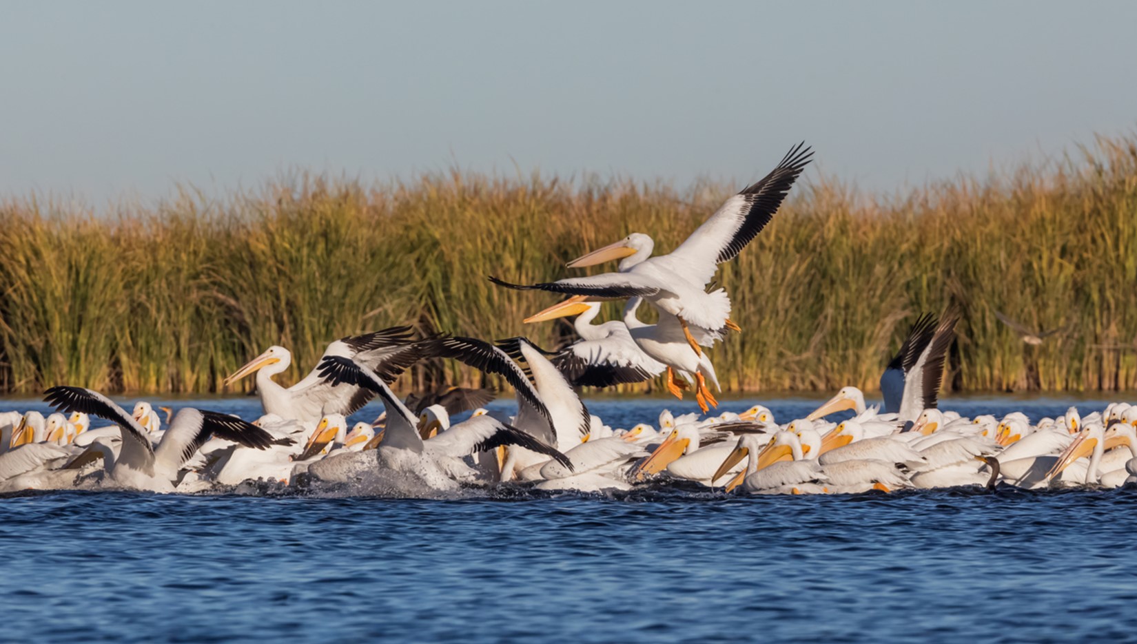 A flock of American White Pelicans land in the Cienega de Santa Clara.