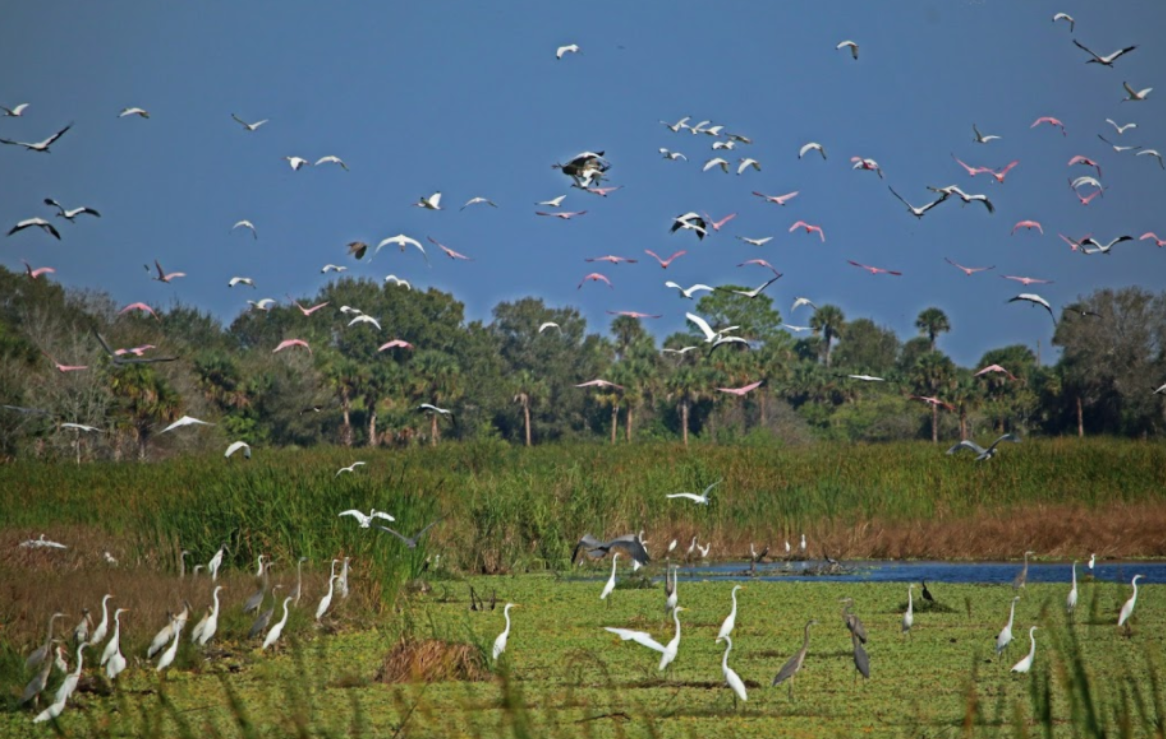Wading birds in flight over a wetland.