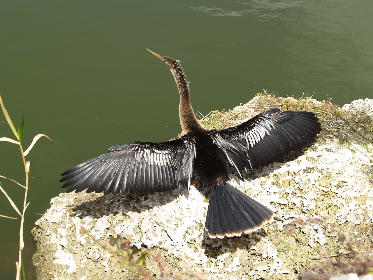 A water bird with wings outstretched.