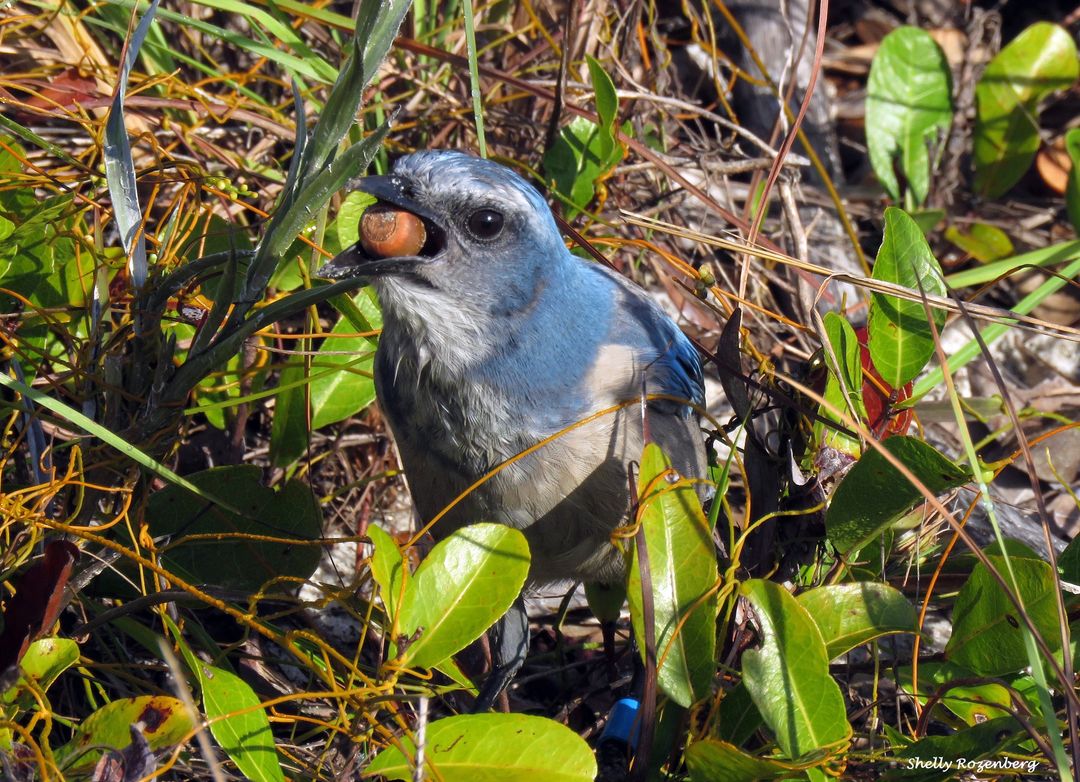 Jay eating an acorn