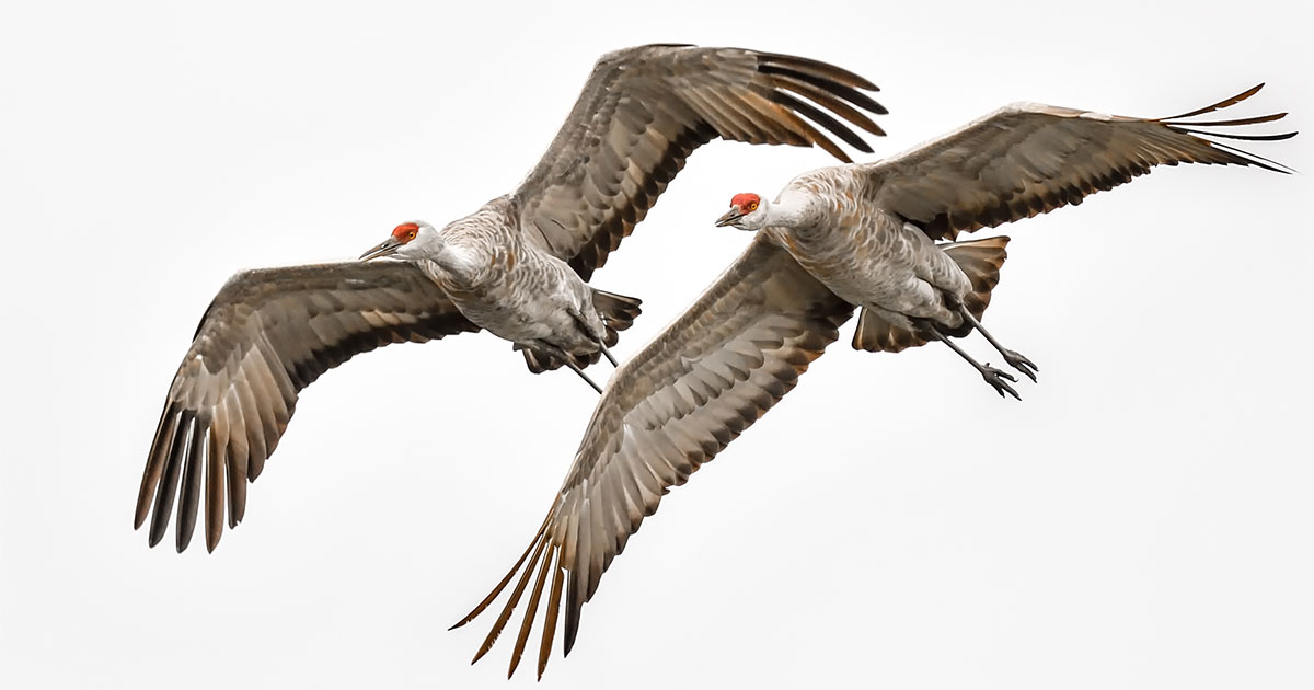 Sandhill Cranes.