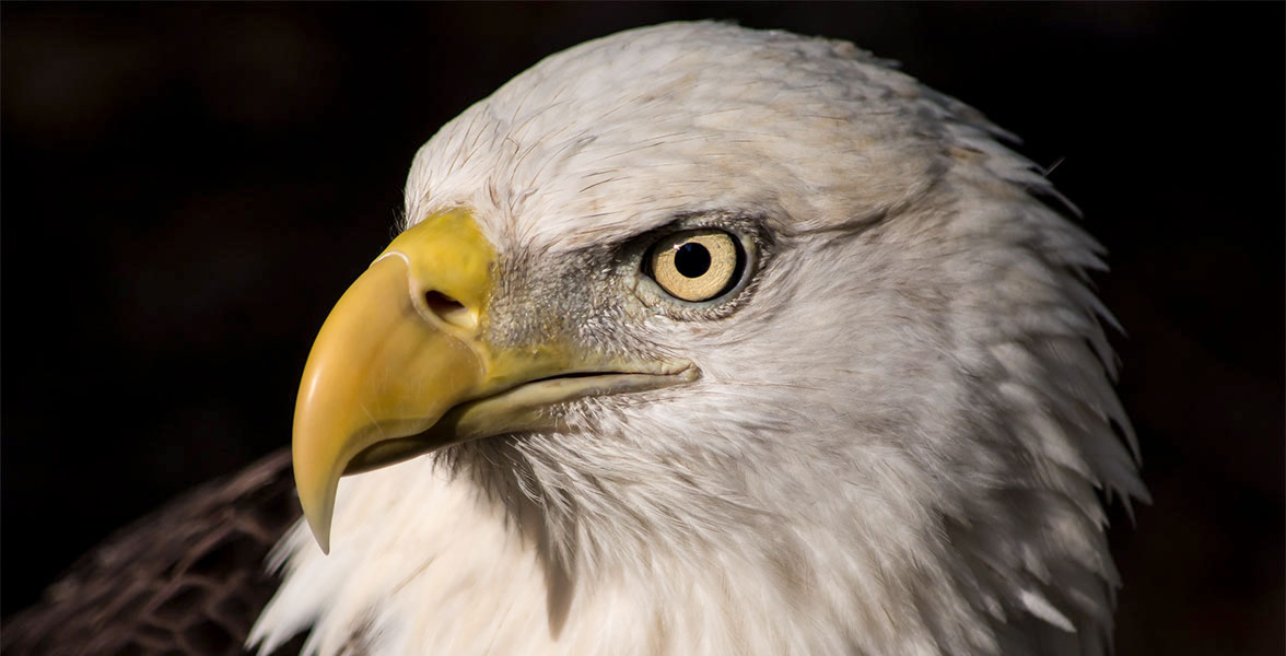 Bald Eagle.