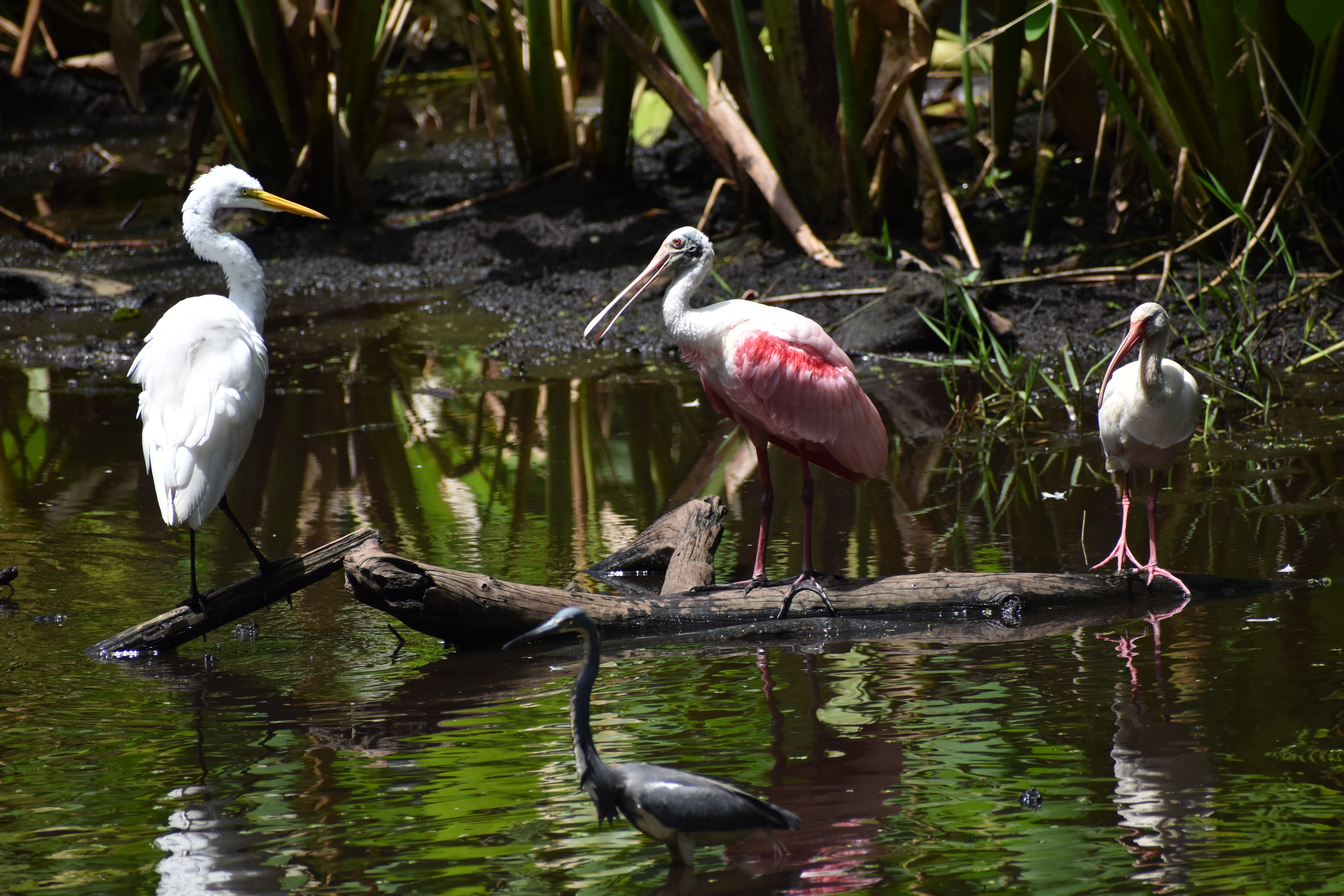Wading birds in the swamp.