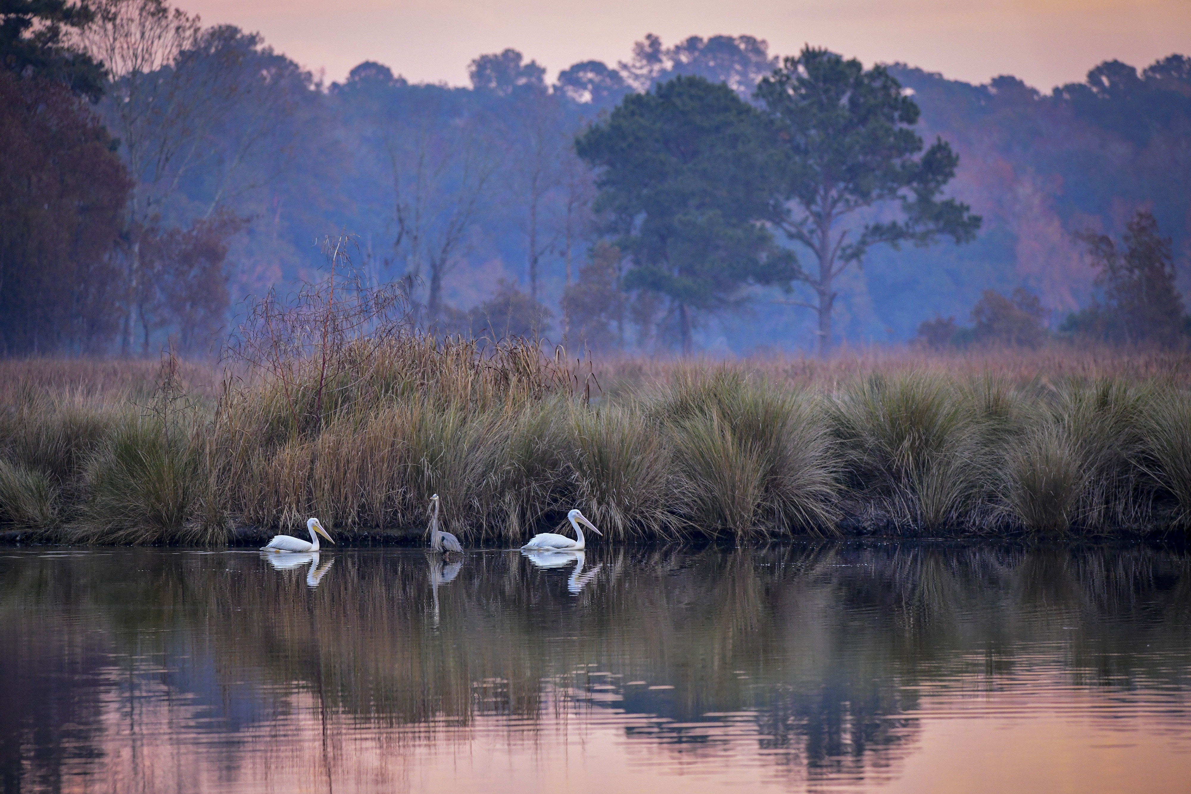 Birds in a wetland at sunrise.