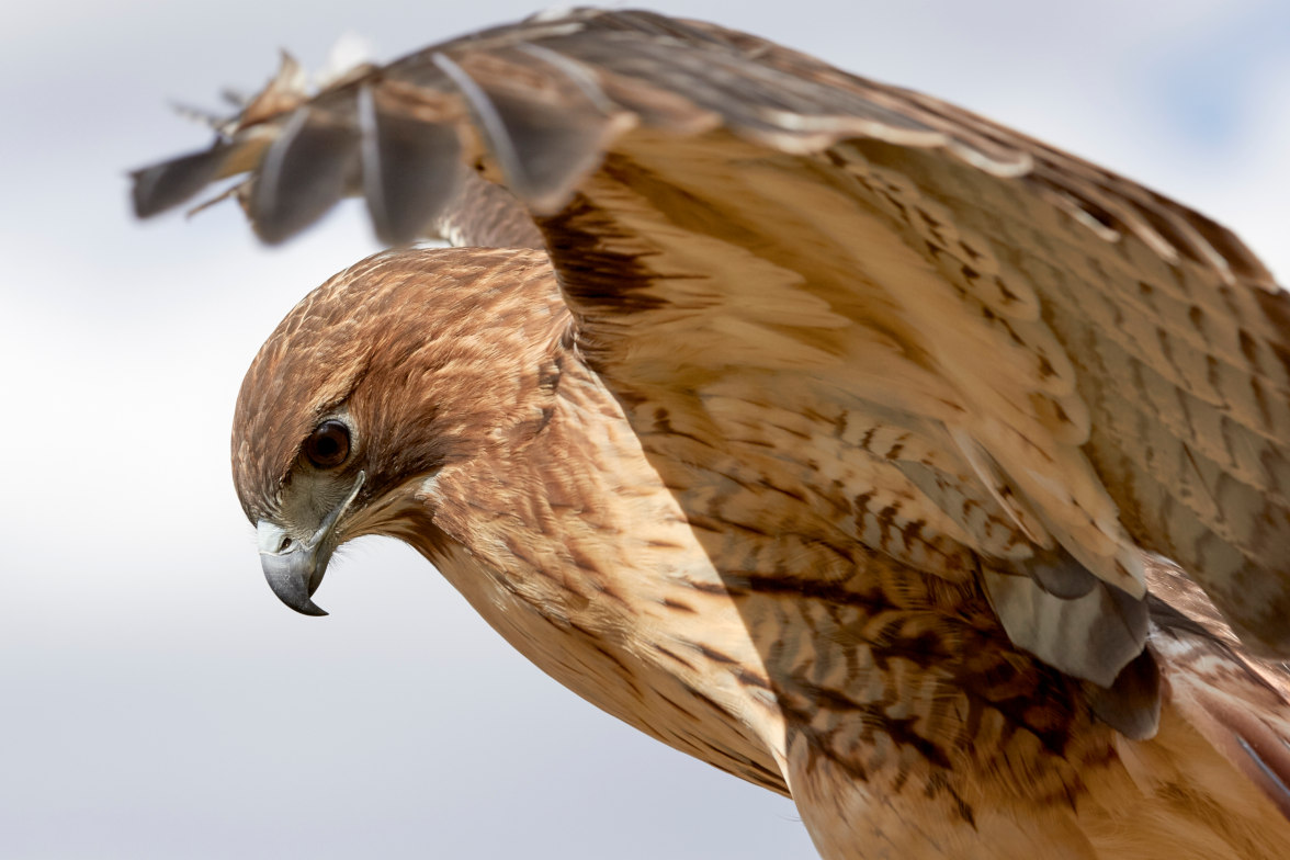 Red-tailed Hawk in flight