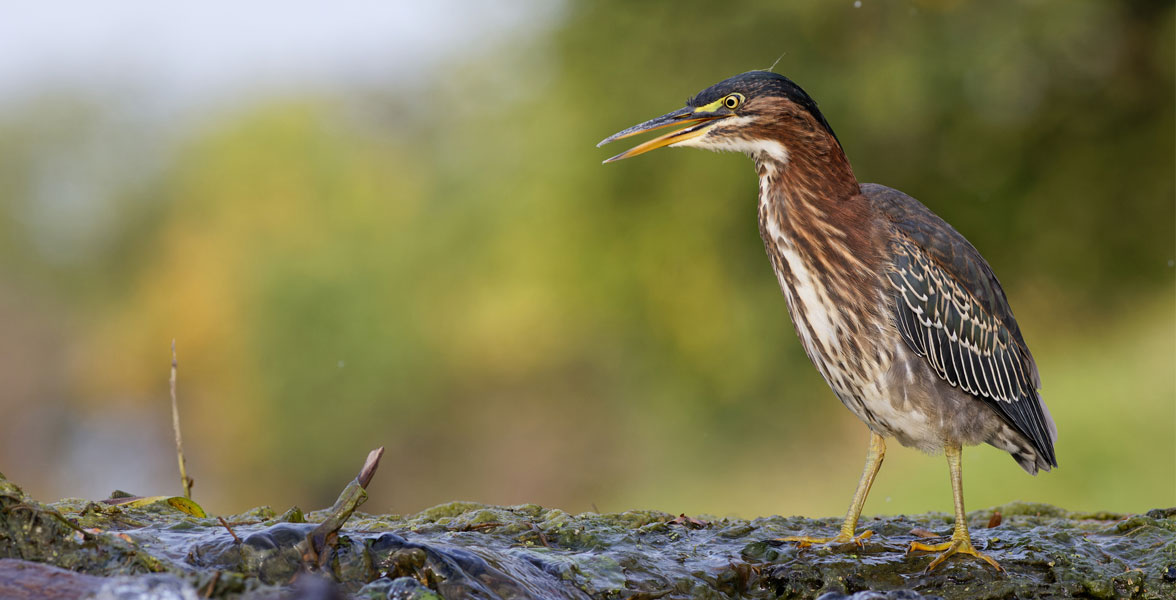 Photo of a Green Heron standing on a downed log in water.