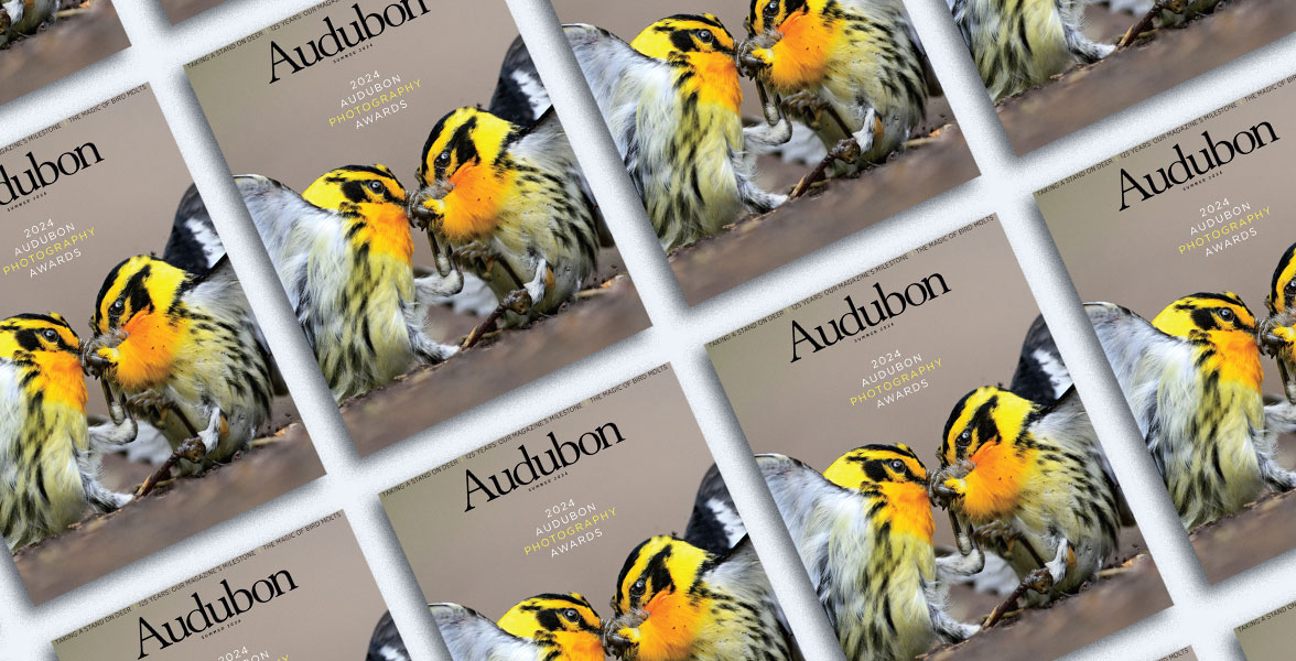 Blackburnian Warblers, Summer 2024 <i>Audubon</i> magazine.