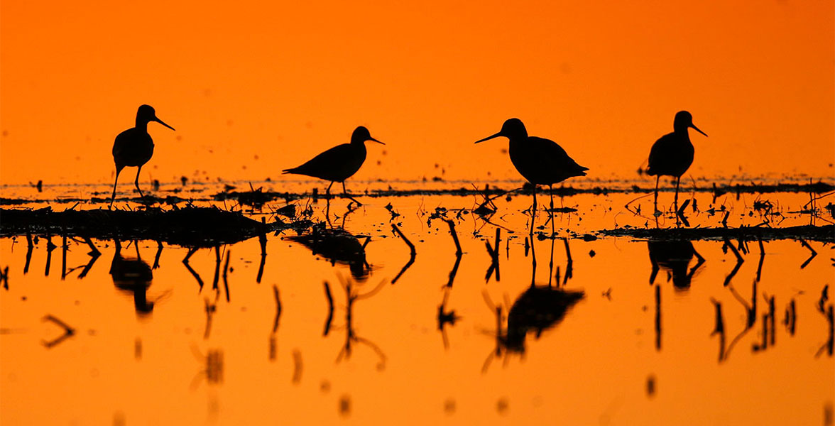 Lesser and Greater Yellowlegs.