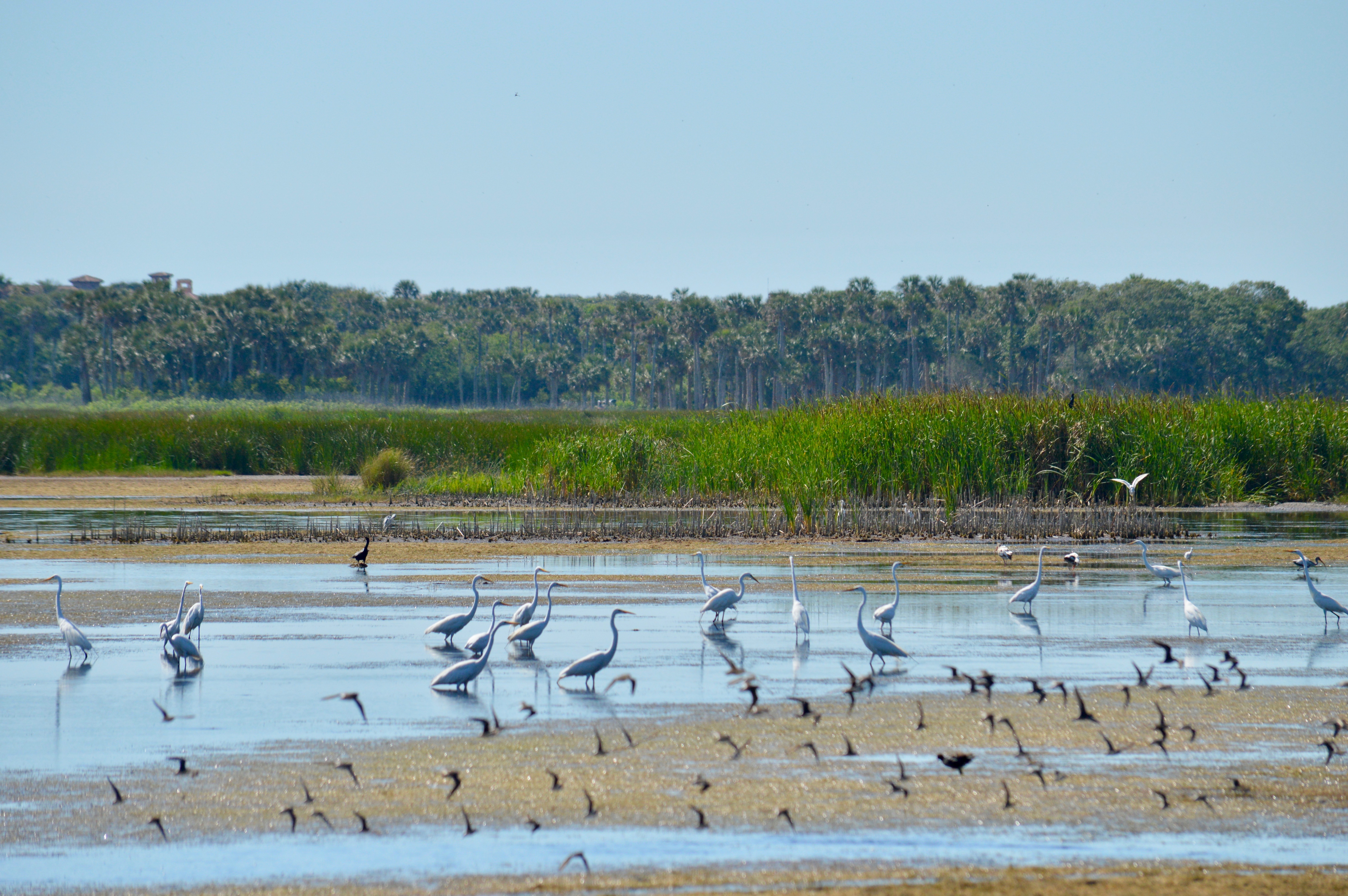 a wetland scene with birds