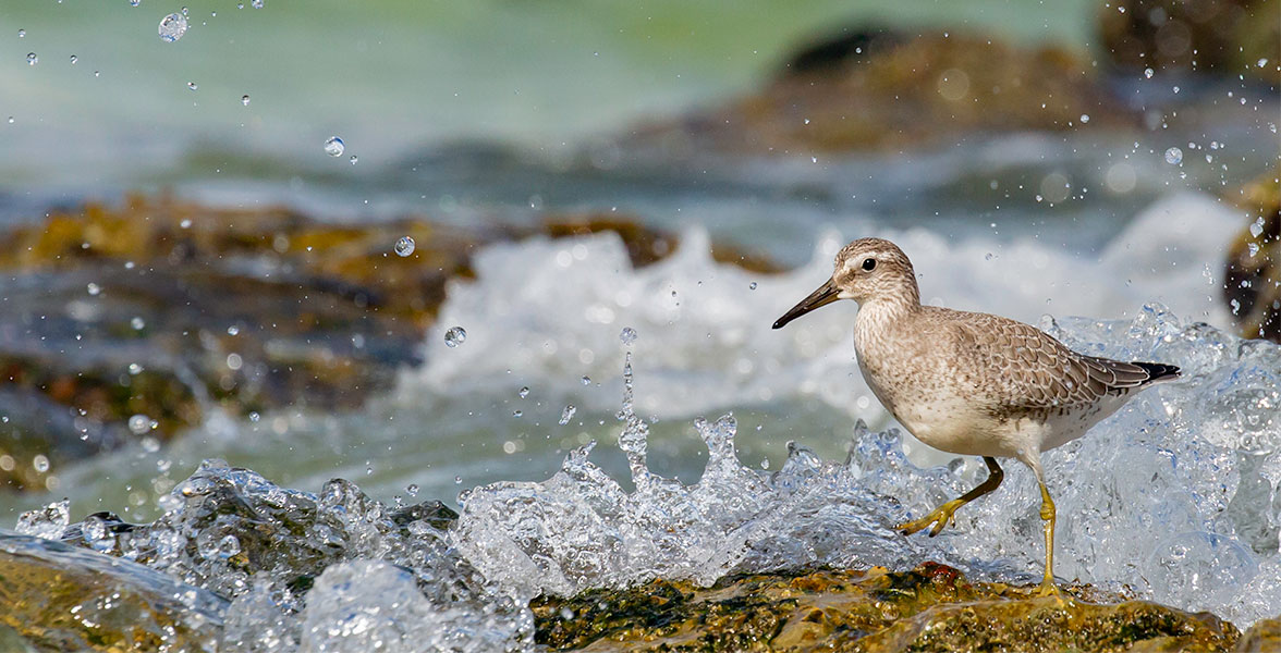 Red Knot.