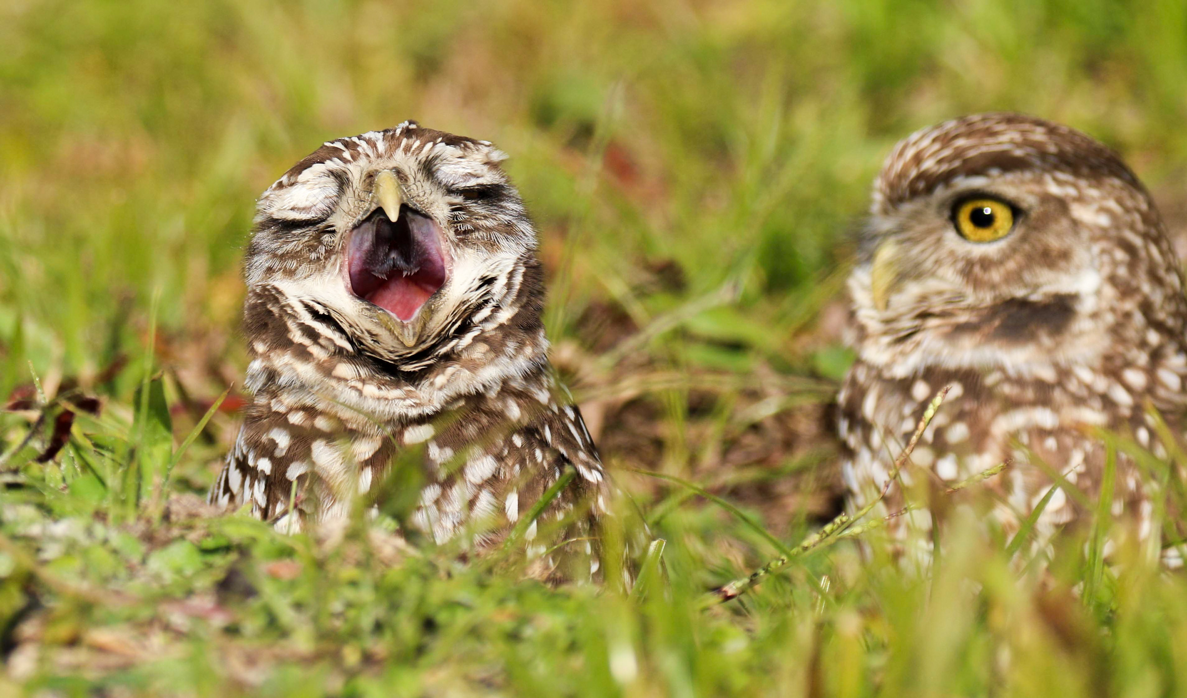 Two owls in the grass, one has its eyes closed and mouth open.