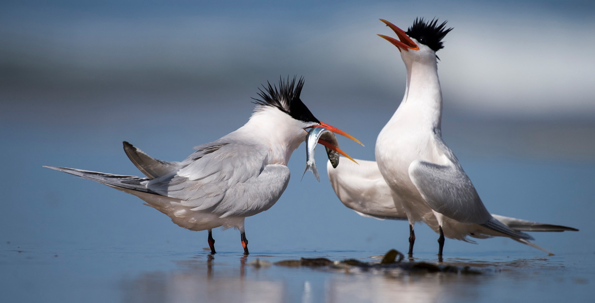 Photo of two Elegant Terns on the shoreline.