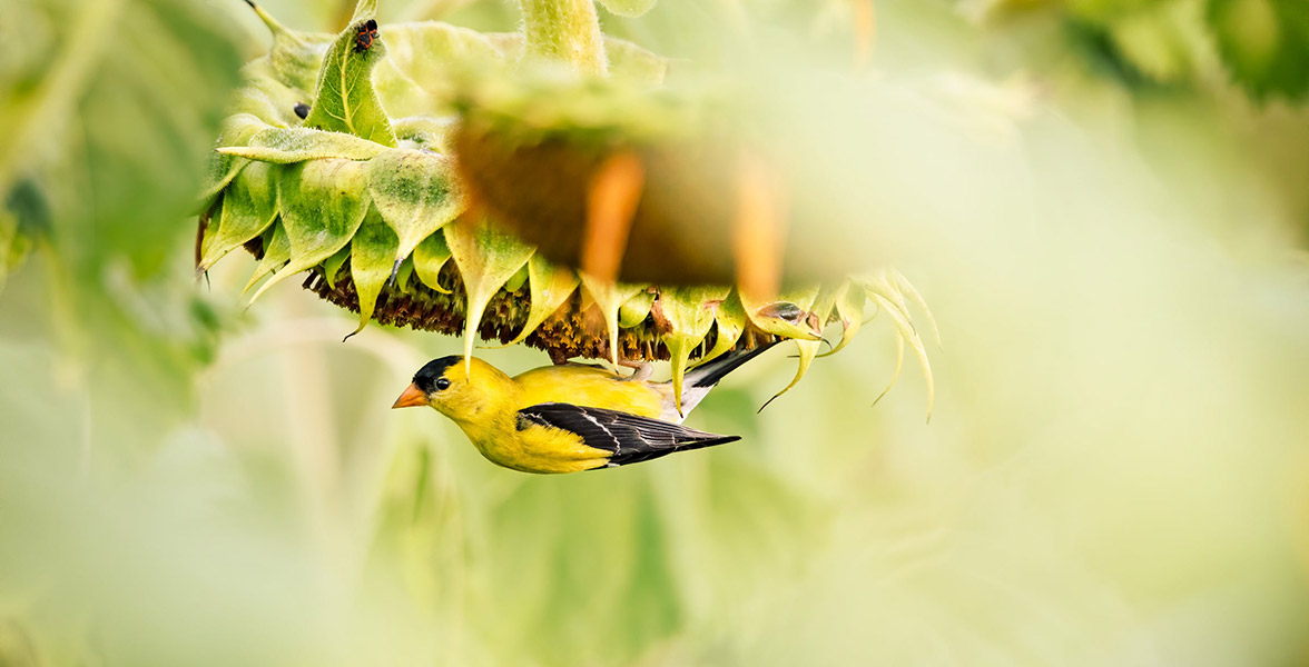 American Goldfinch.