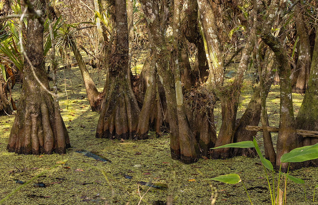 View of bald cypresses in the swamp.