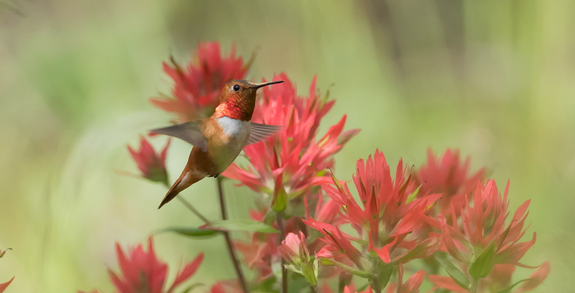 Rufous Hummingbird and Indian Paintbrush.