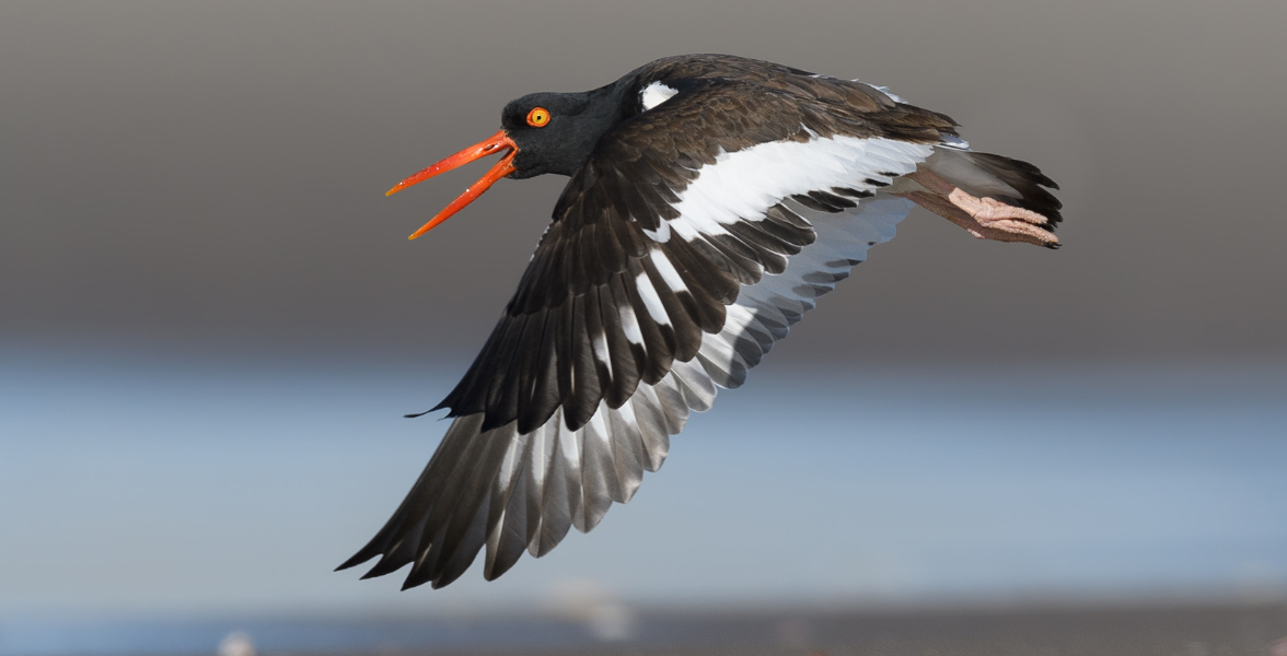 An adult American Oystercatcher in flight, wings extended below and bright orange beak opened as it calls.