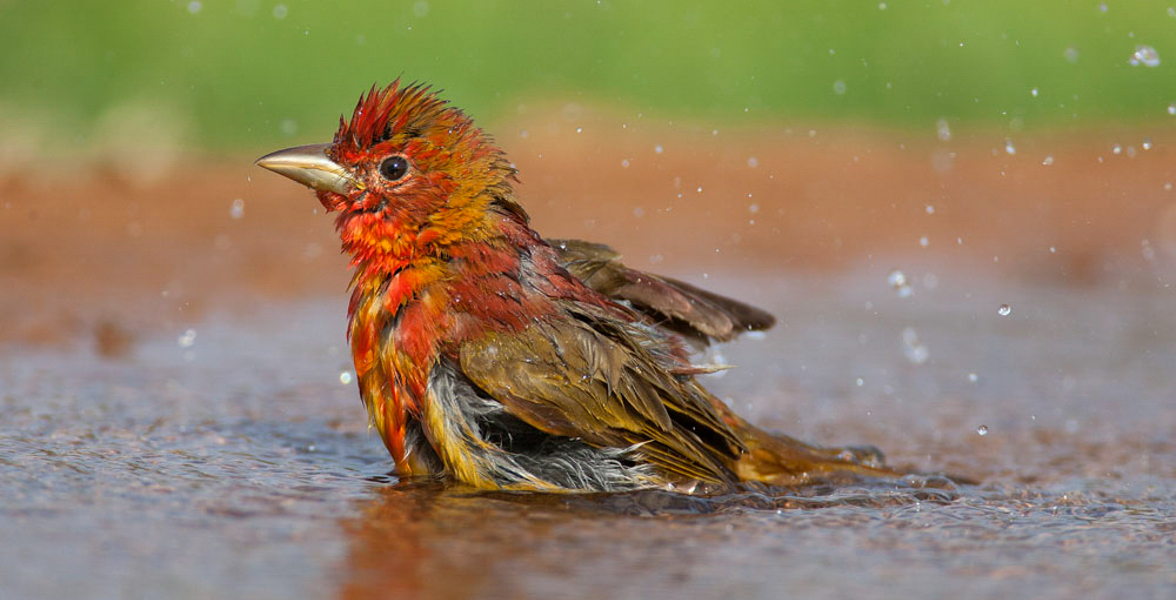 A Summer Tanager washing in a puddle.