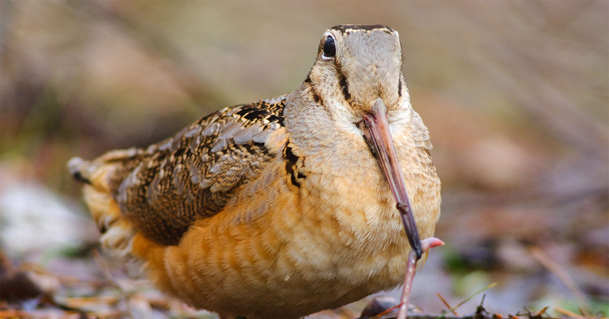 American Woodcock.