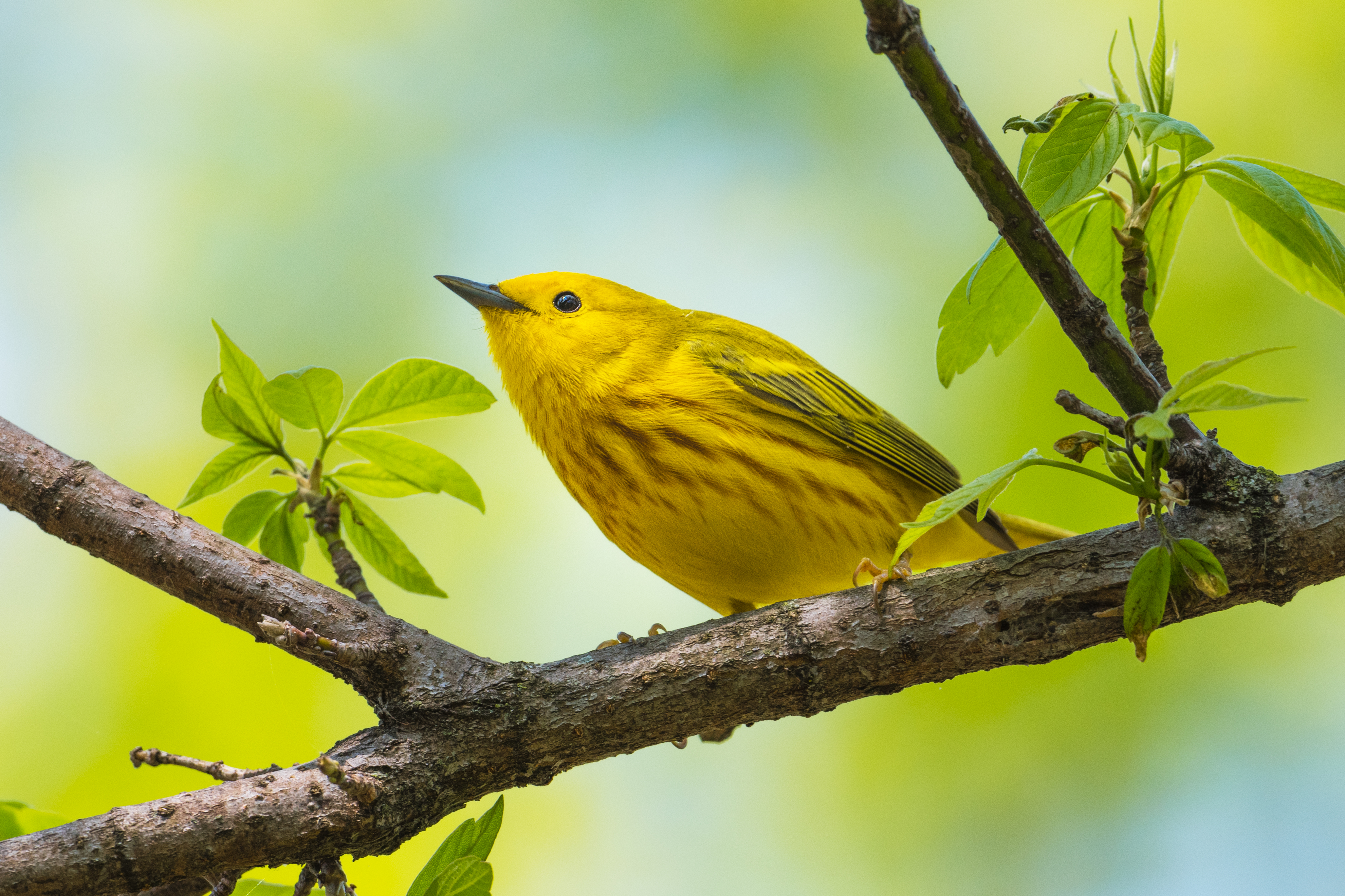 Yellow Warbler. Photo: Sheen Watkins/Audubon Photography Award