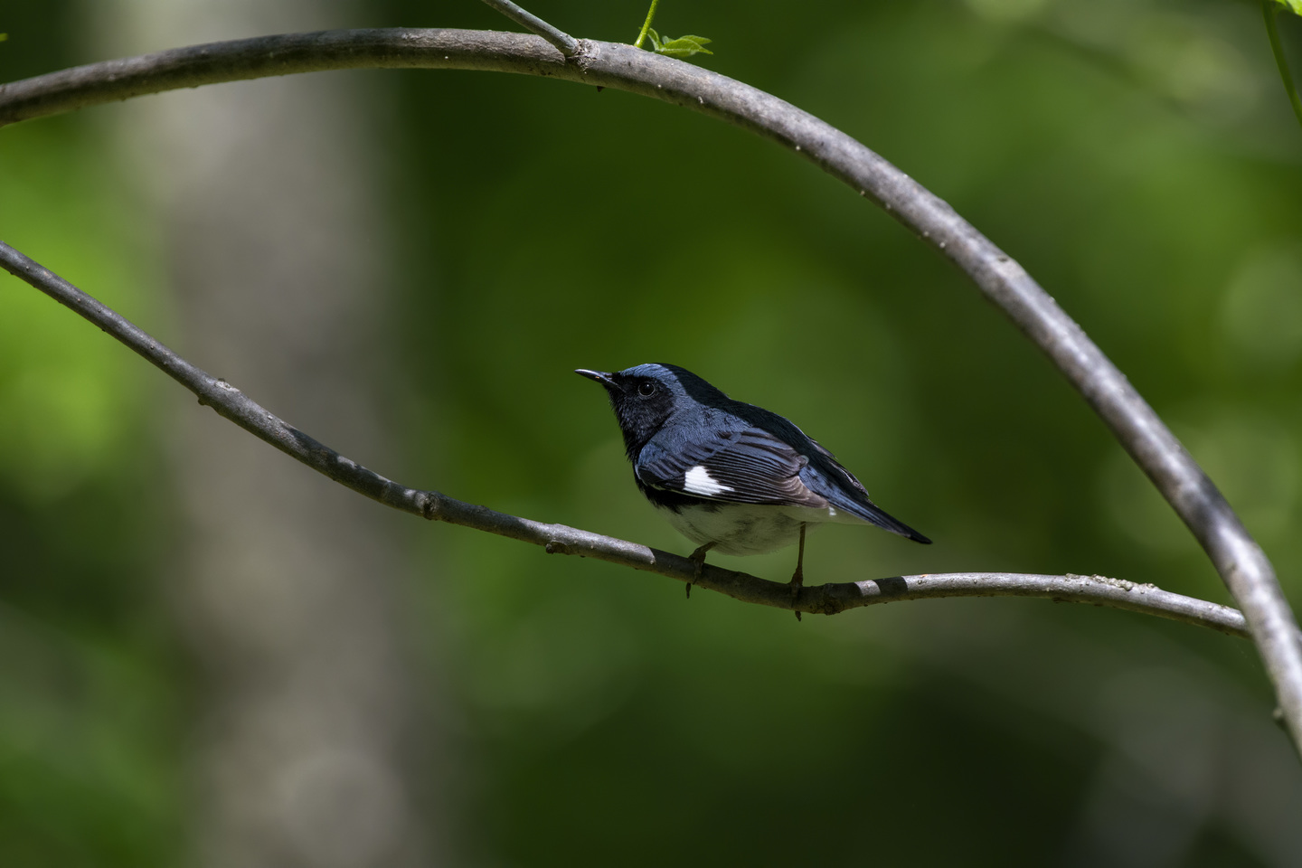 A dark colored songbird perched on a branch.