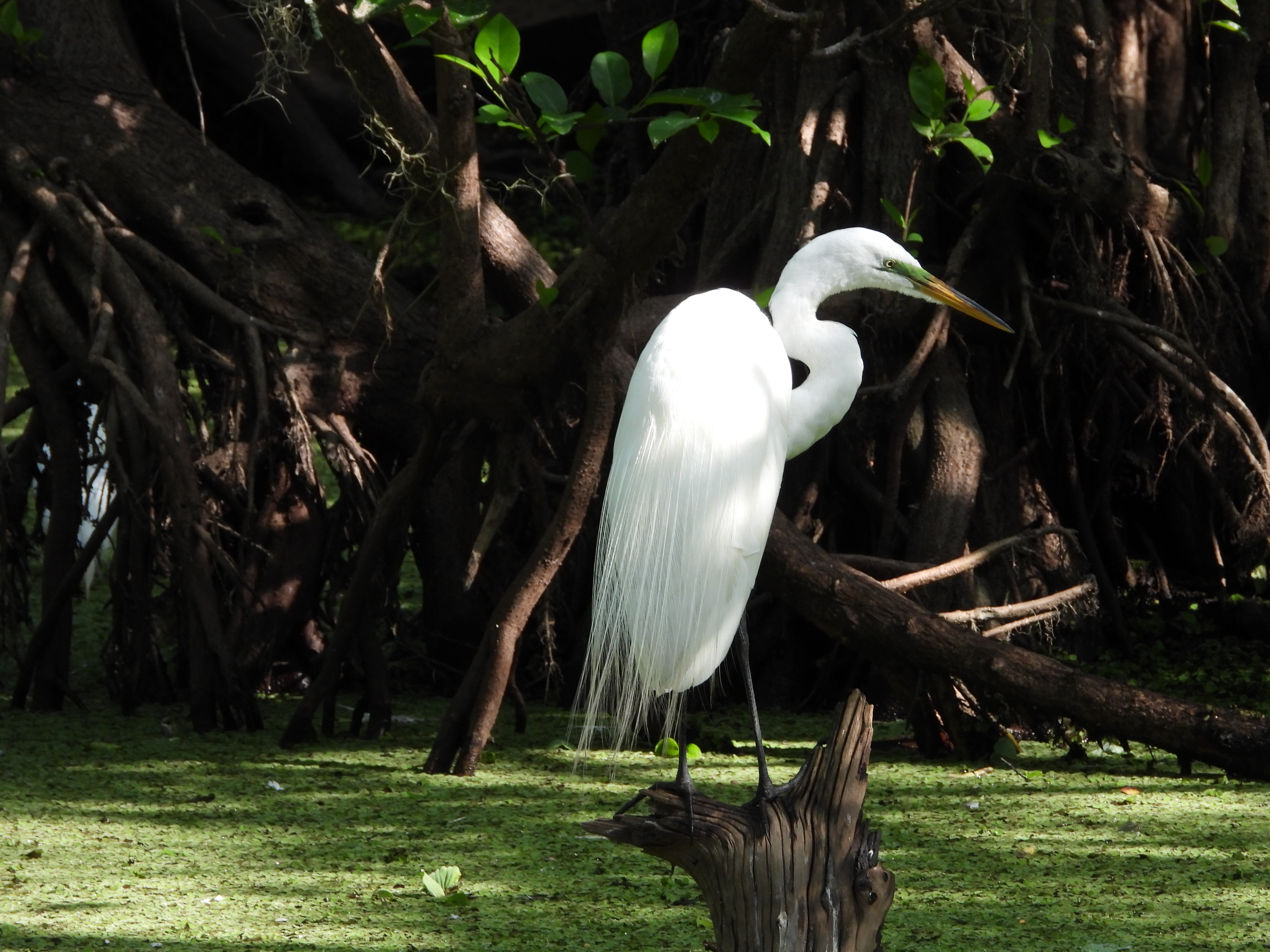A white bird perched on a branch over water.