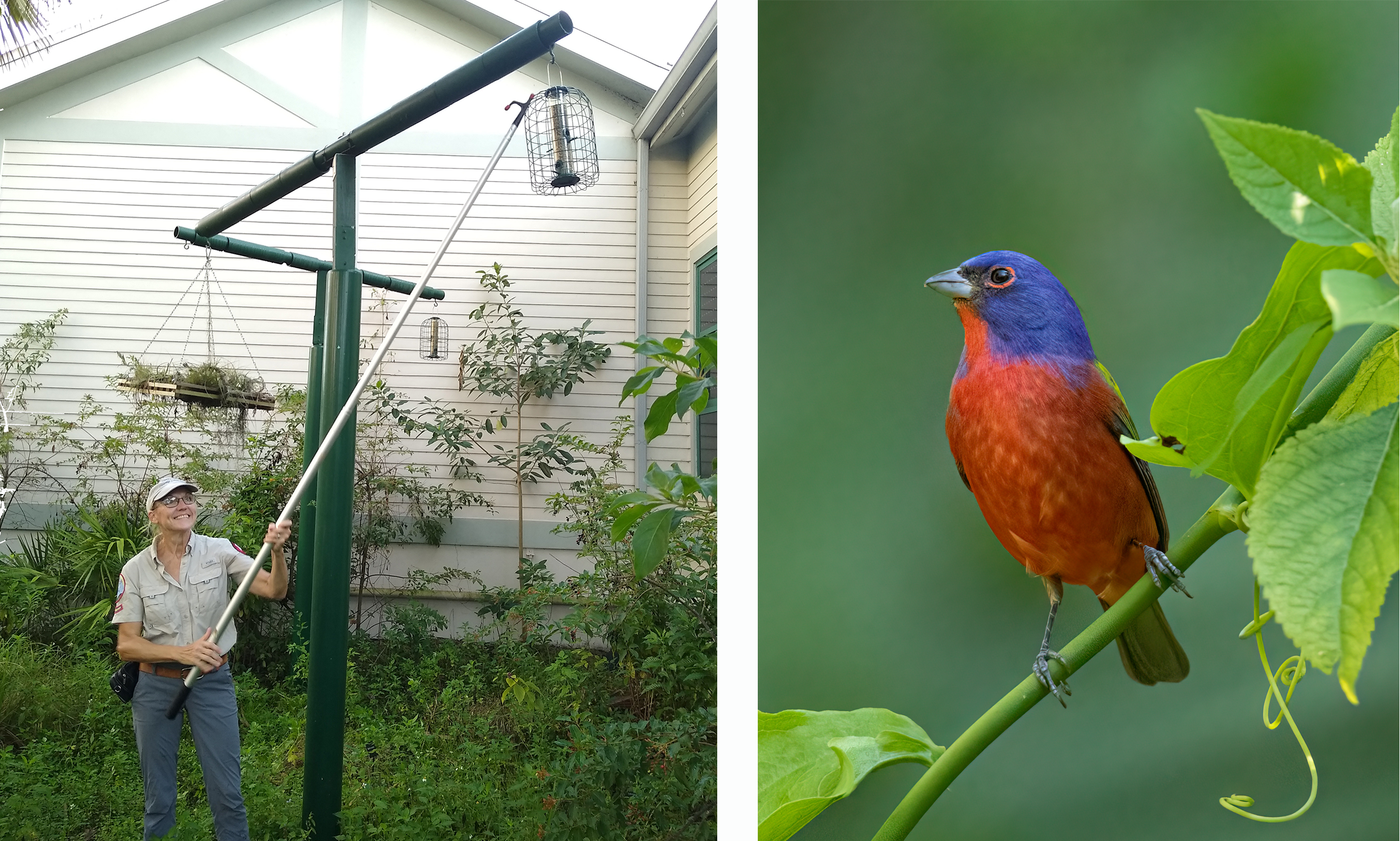 right side: a woman holding a stick. left side: a colorful bird perched on foliage