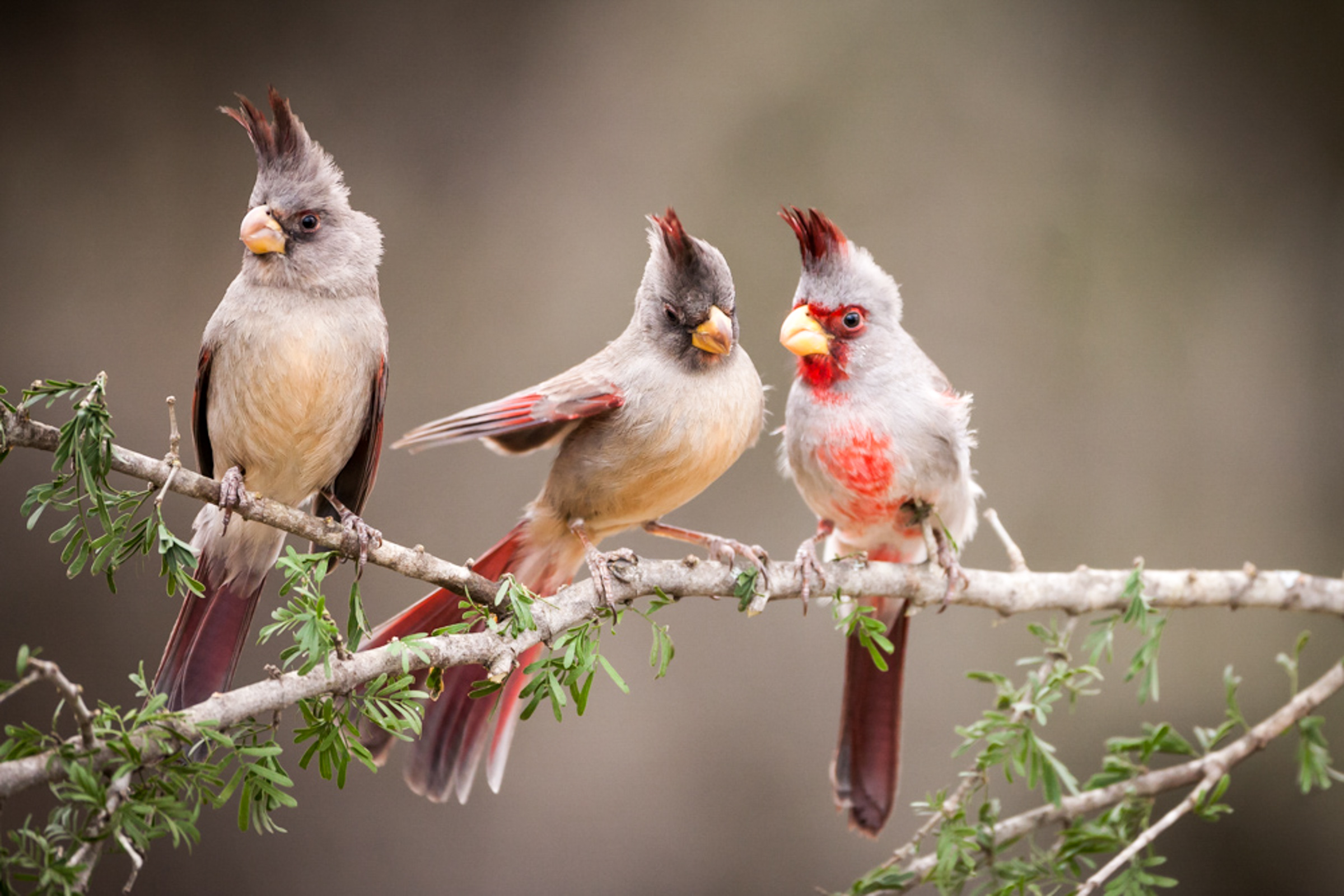 Pyrrhuloxia