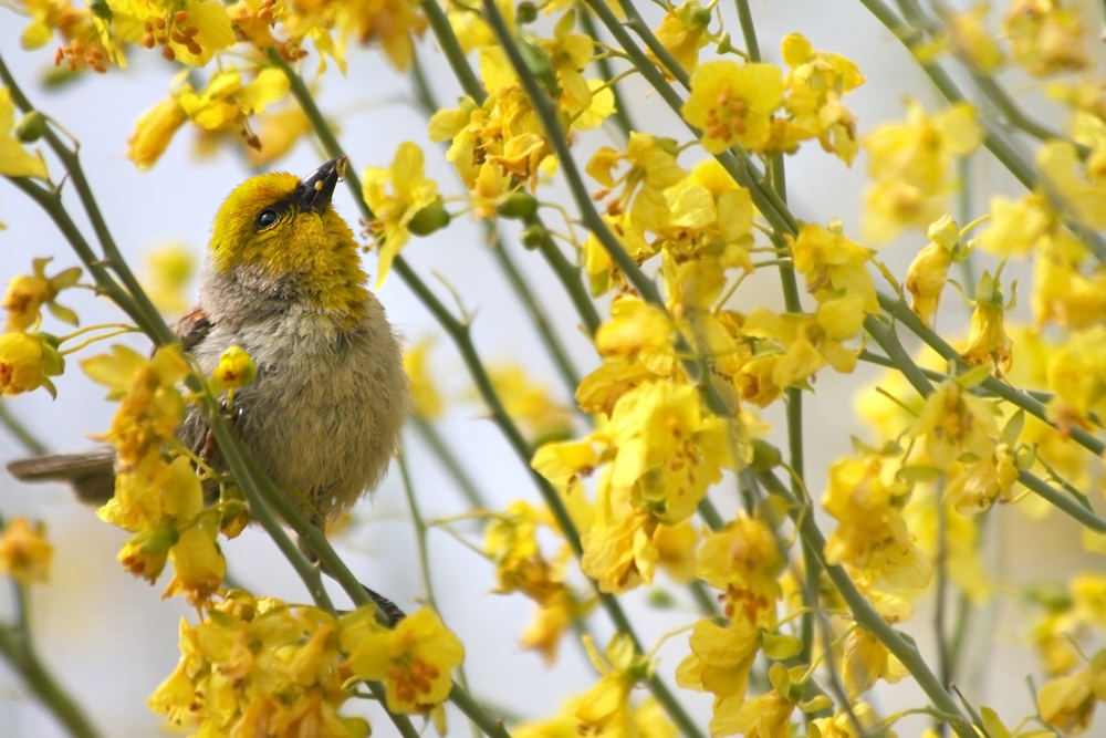 Verdin. Photo: Lisa Langell