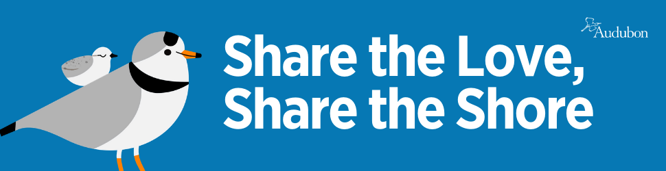 Share the Love, Share the Shore
