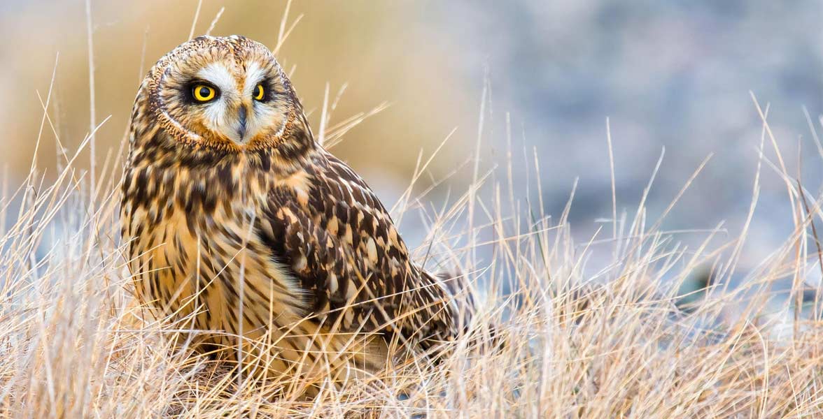 Short-eared Owl sitting in tall grass. 