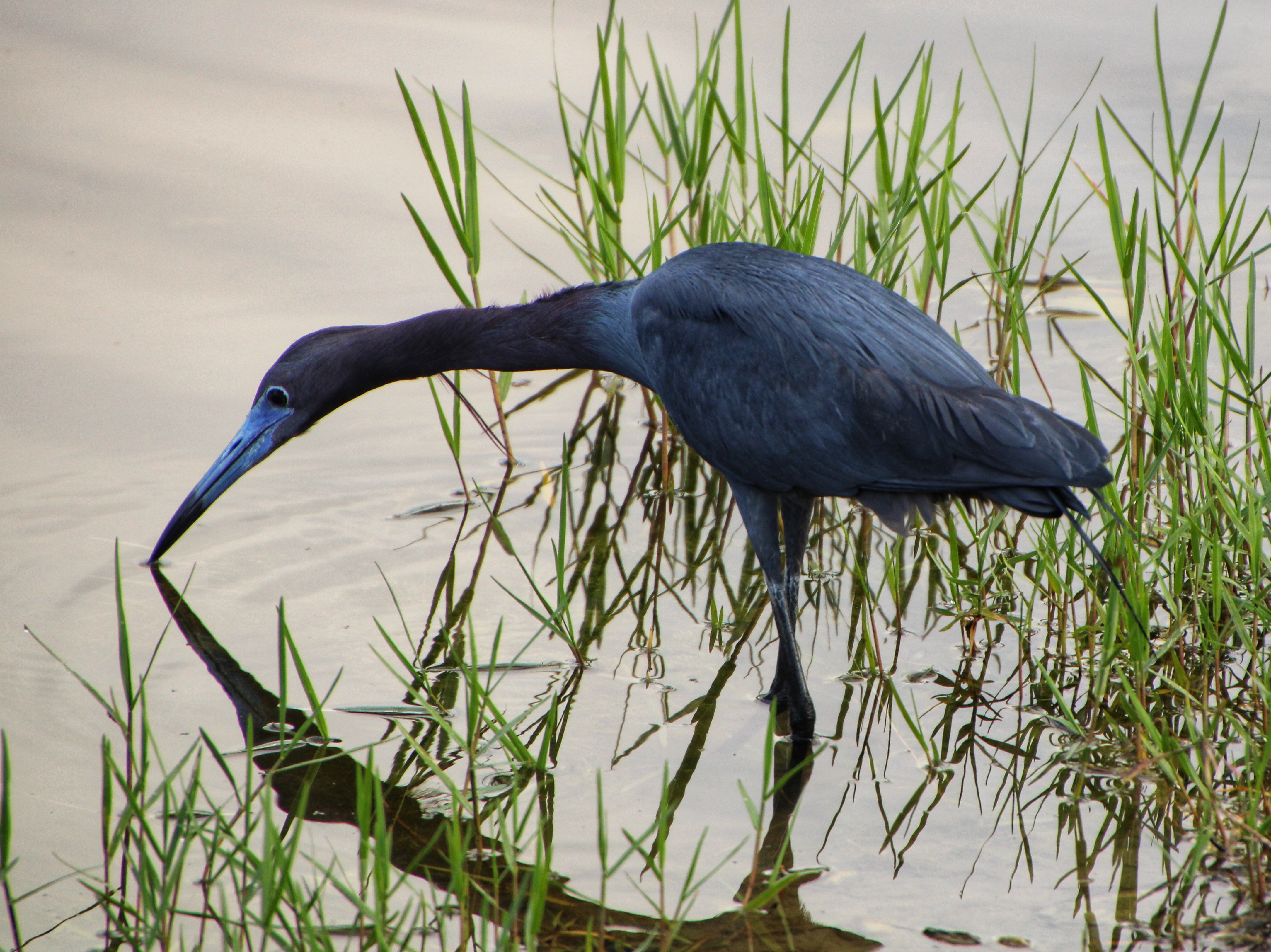 A blue wading bird in shallow water with green aquatic plants.