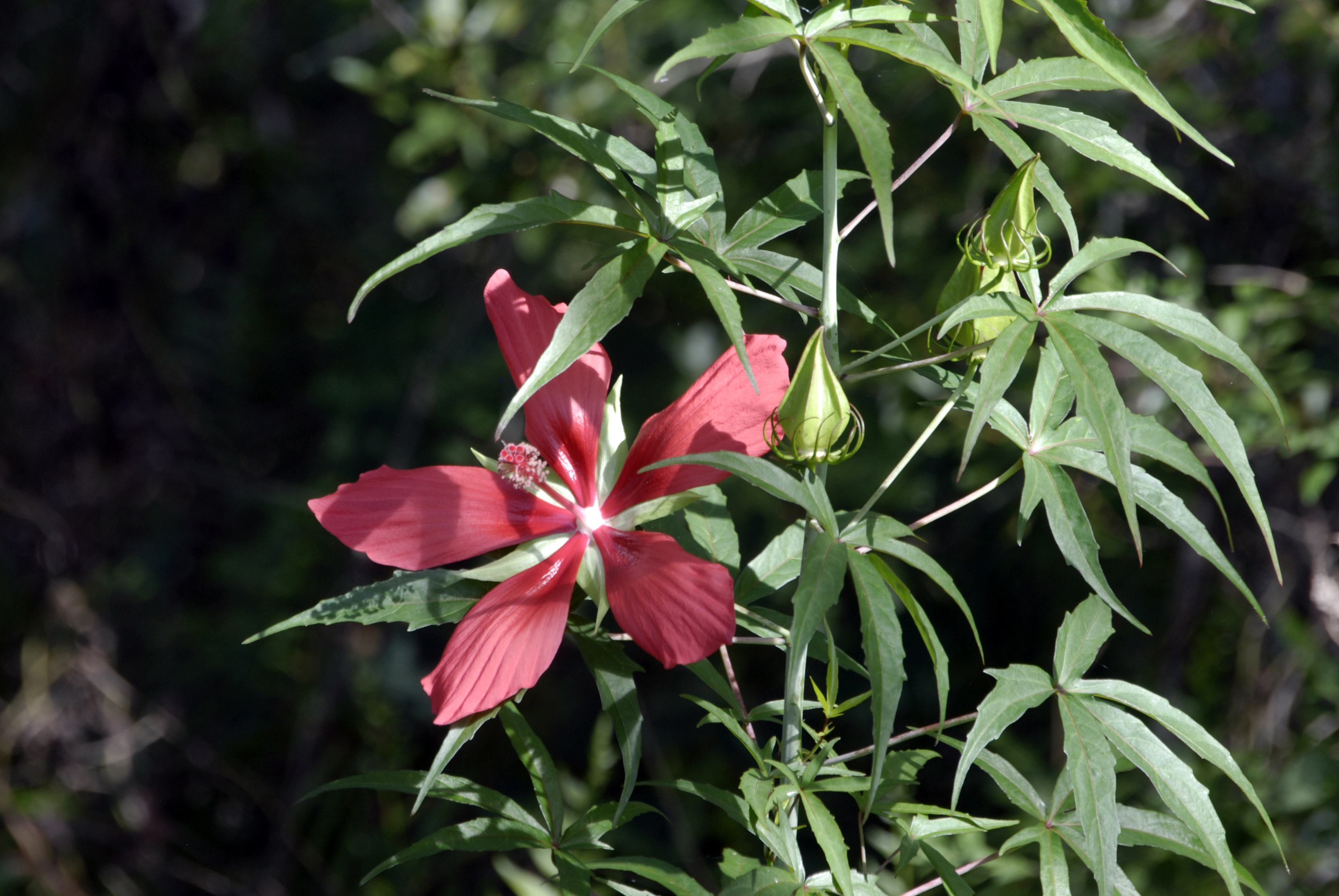 A bright red flower with five petals and green leaves nearby.