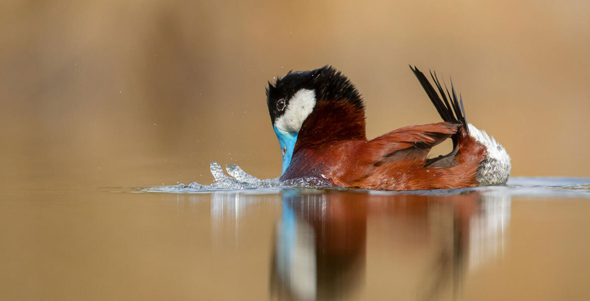 Ruddy Duck in water.