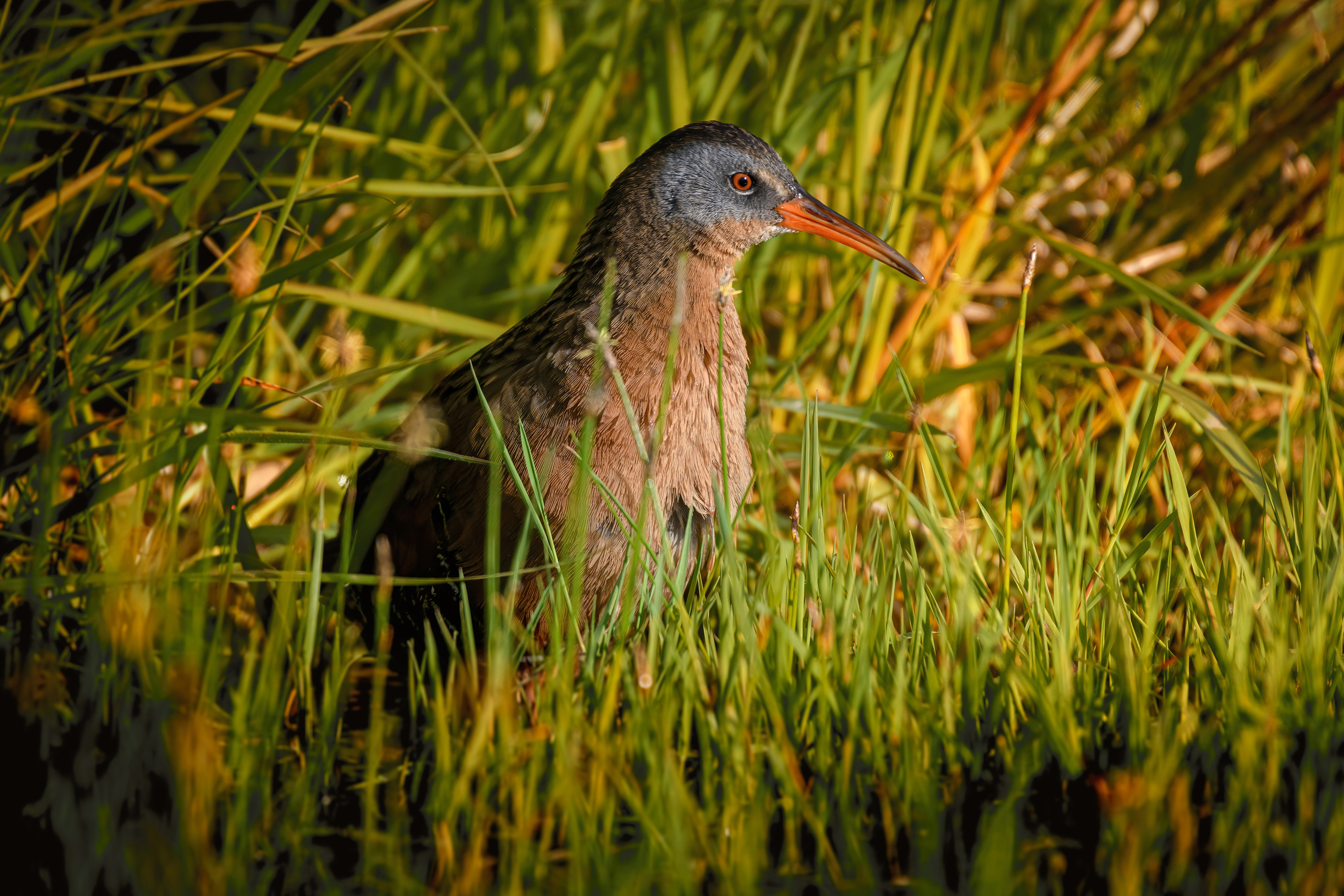 Virginia Rail in marsh. Photo: Chris Rusnack/Audubon Photography Awards