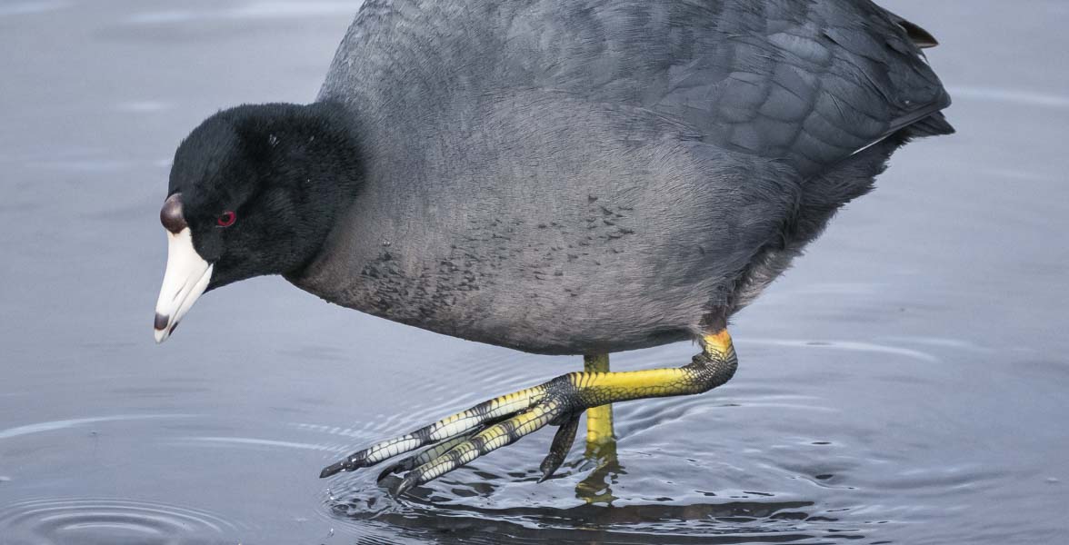 An American Coot walks in shallow water.
