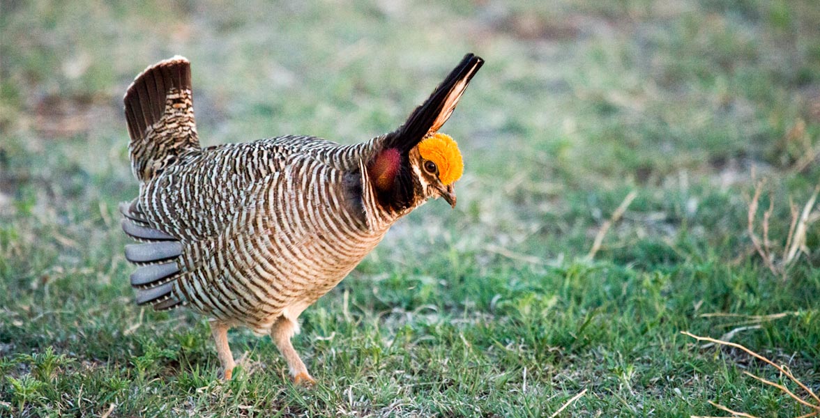 Lesser Prairie-Chicken standing in a grassy field. 